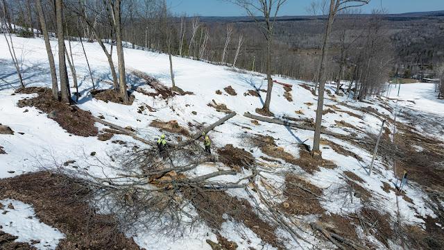 tree clearing