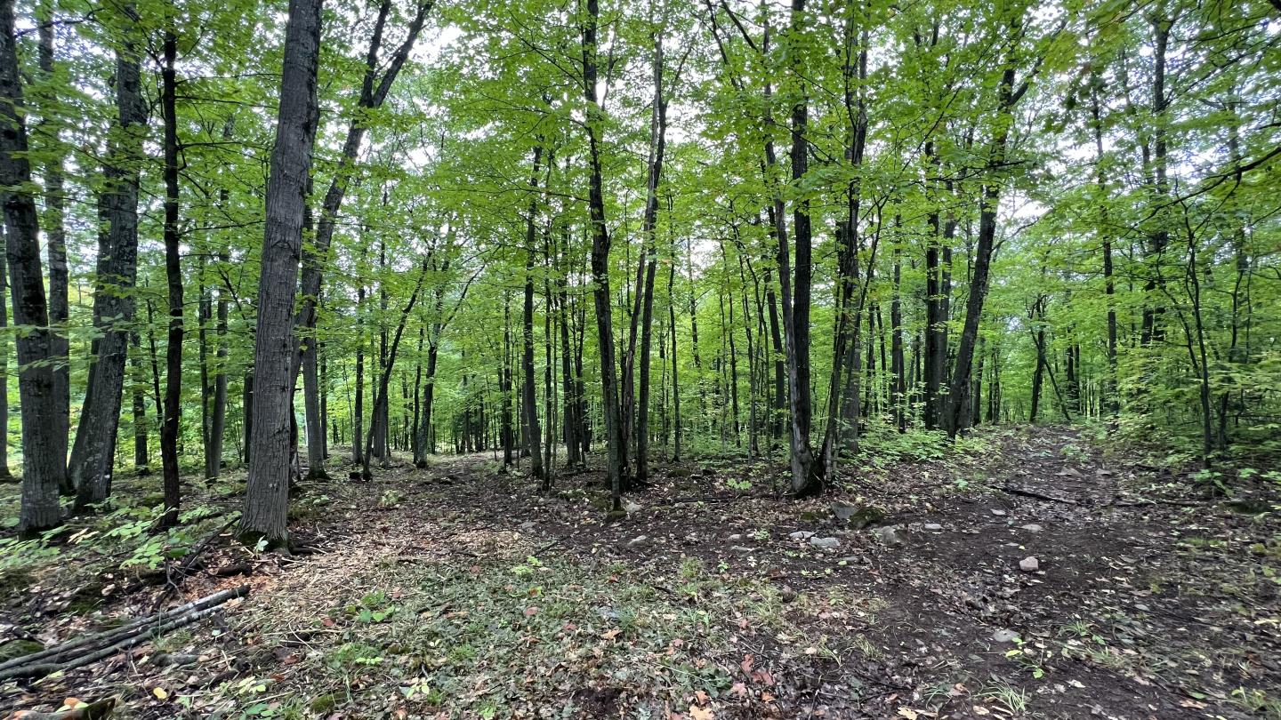 Looking through the trees of a gladed area. September 8th, 2023.