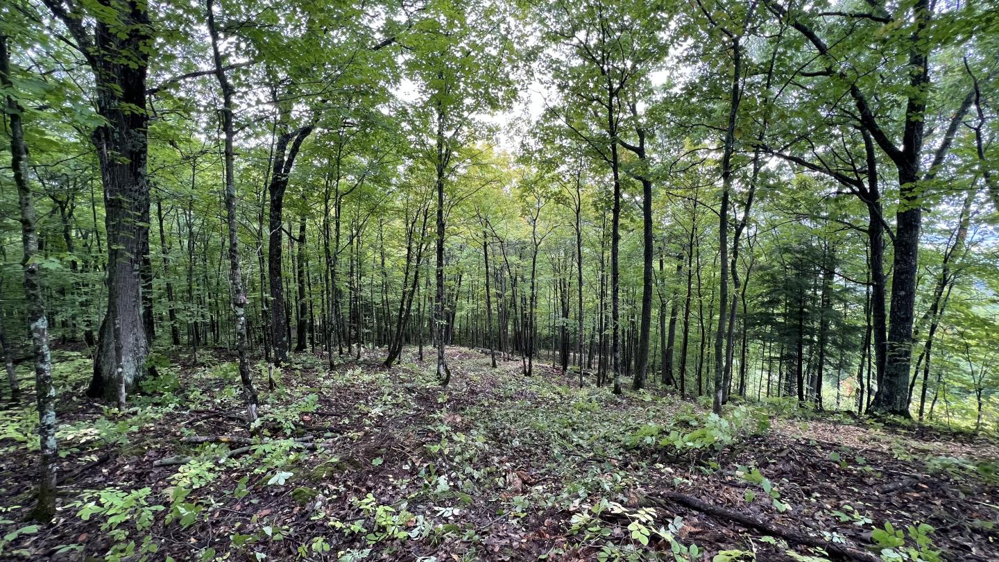 View down through gladded trees.
