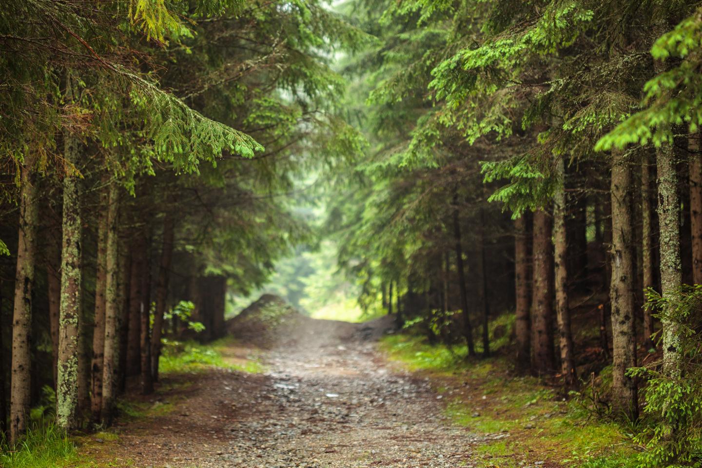 Dirt road in forest