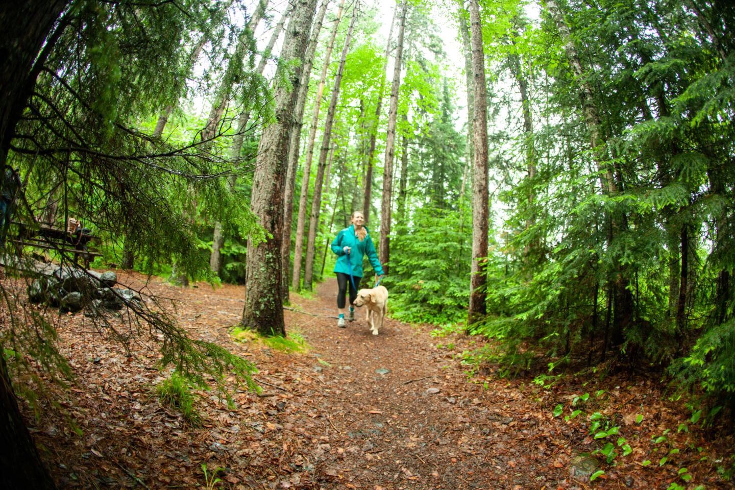 Person in blue jacket walks dog on forest path.