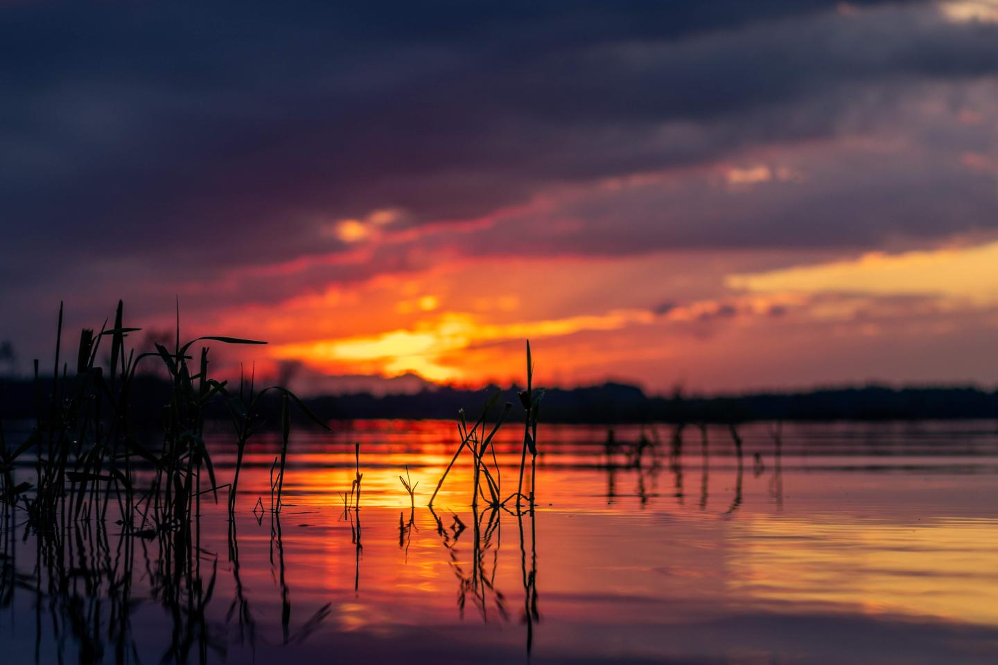 Sunset over a calm lake with reeds silhouetted, reflecting vibrant orange and purple hues.