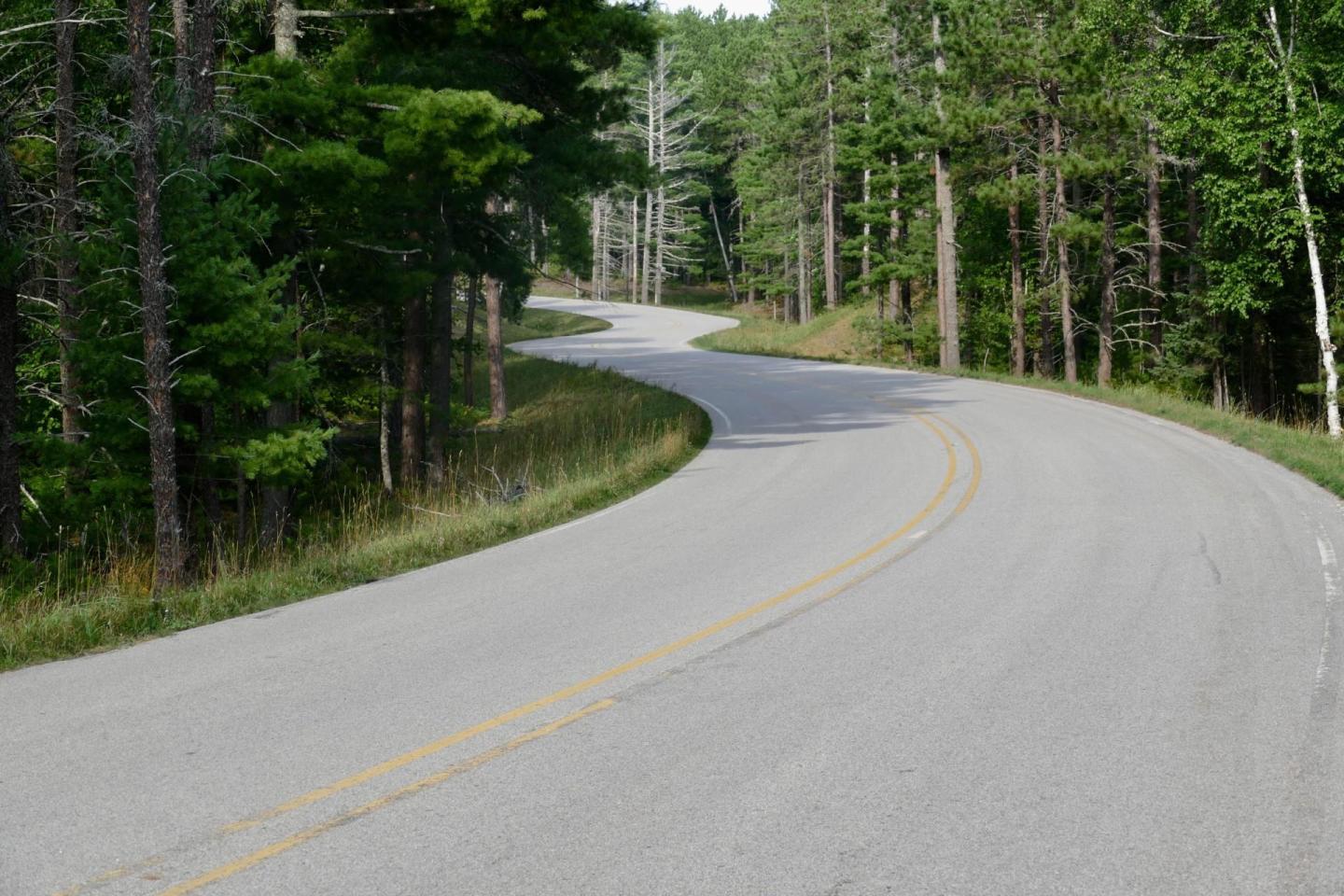 Winding road through a forested area with tall green trees.