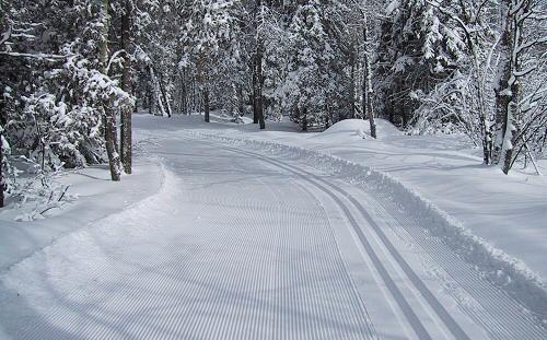 Snowy forest path with ski tracks surrounded by trees.