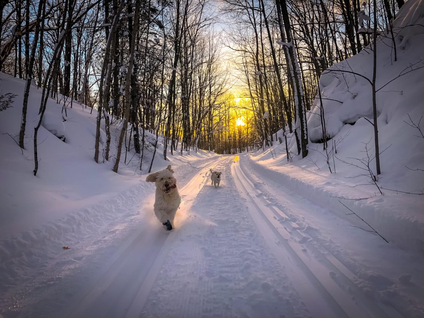 Dogs running on snowy path in forest, sunset in background.