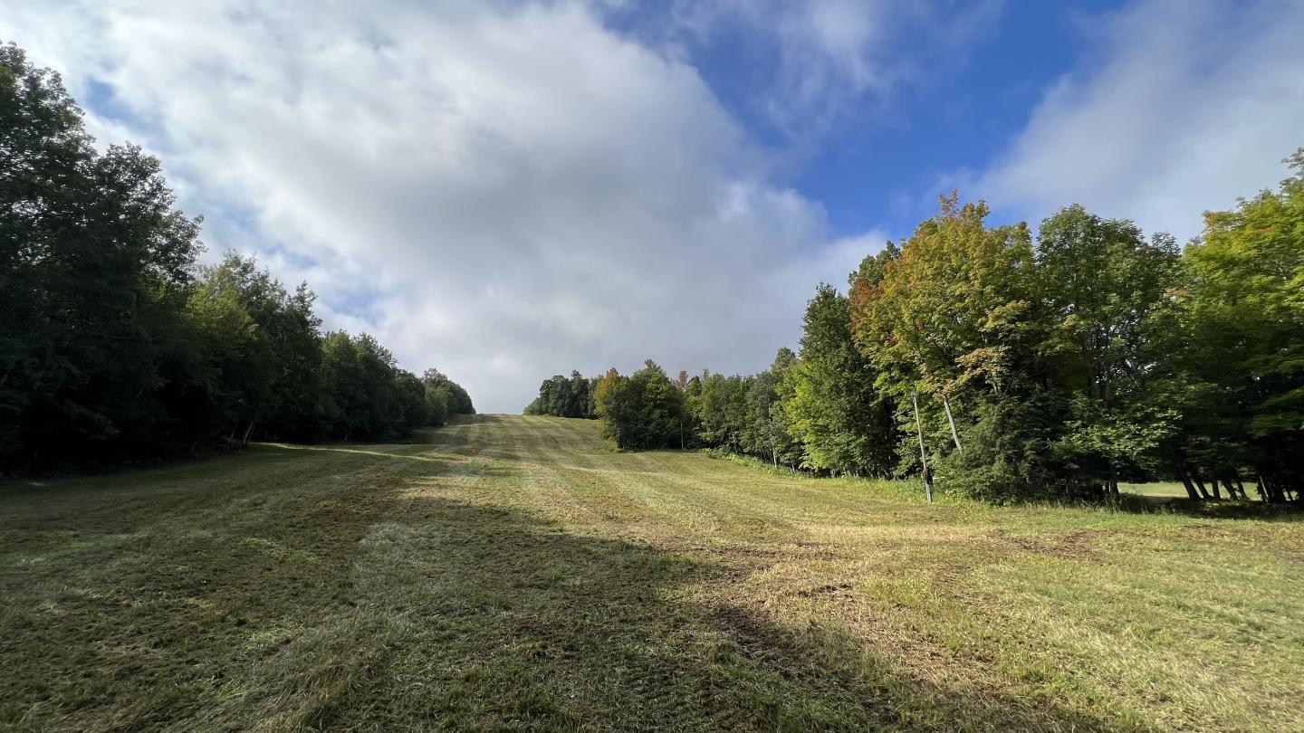 Grassy field with trees under a cloudy blue sky.