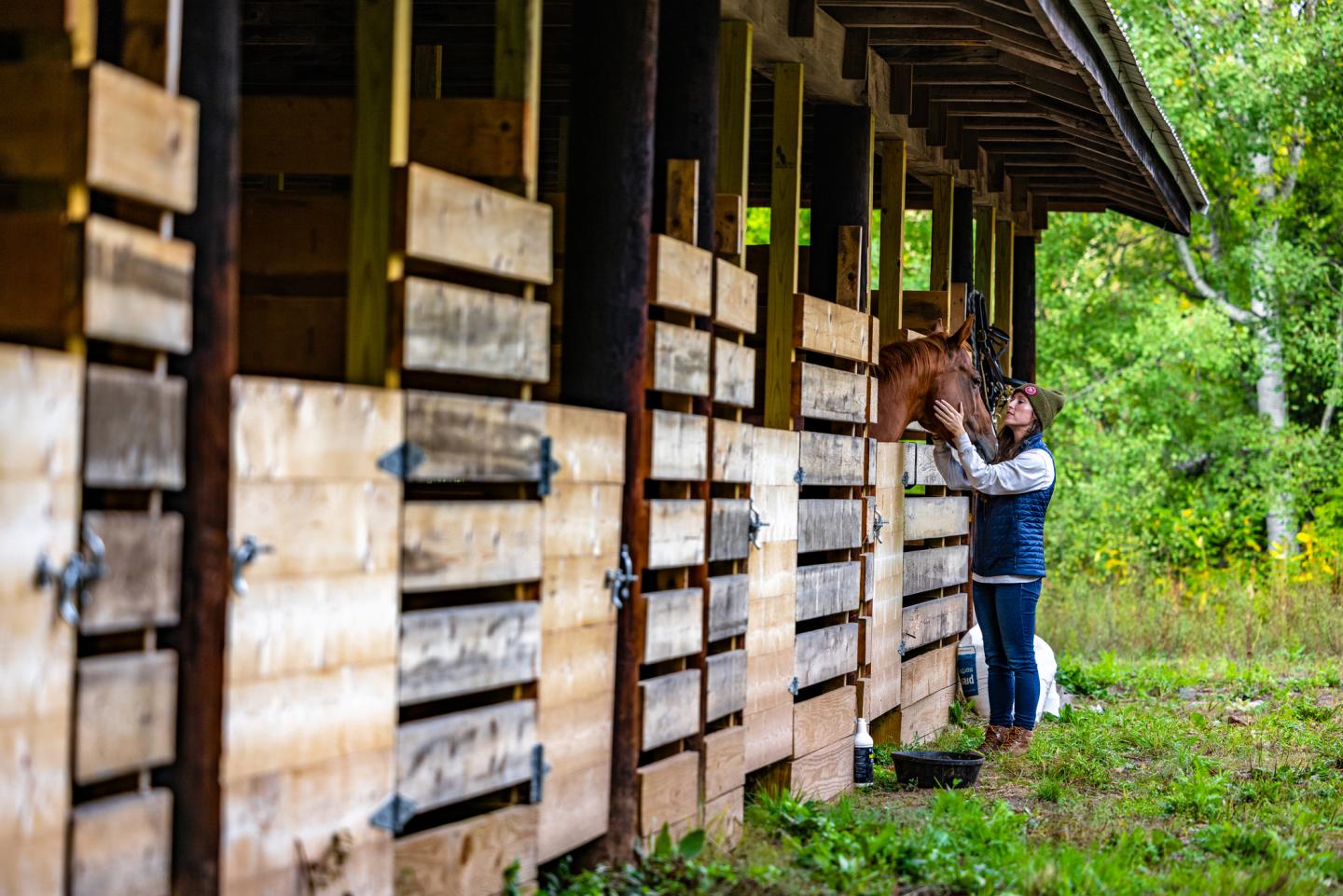 Person petting a horse in a wooden stable surrounded by greenery.