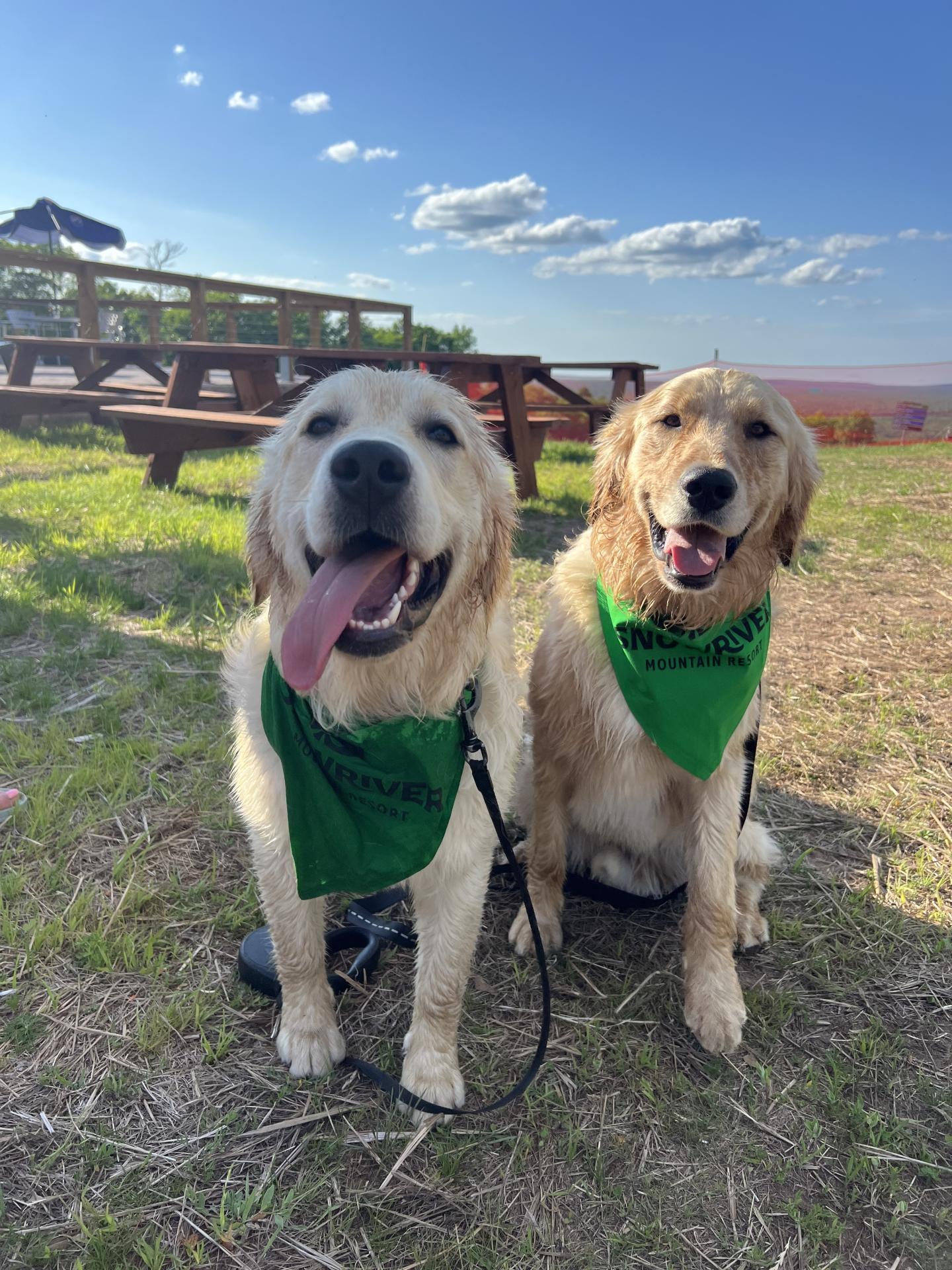 Two golden retrievers with green bandanas sit outdoors on grass, under a blue sky.