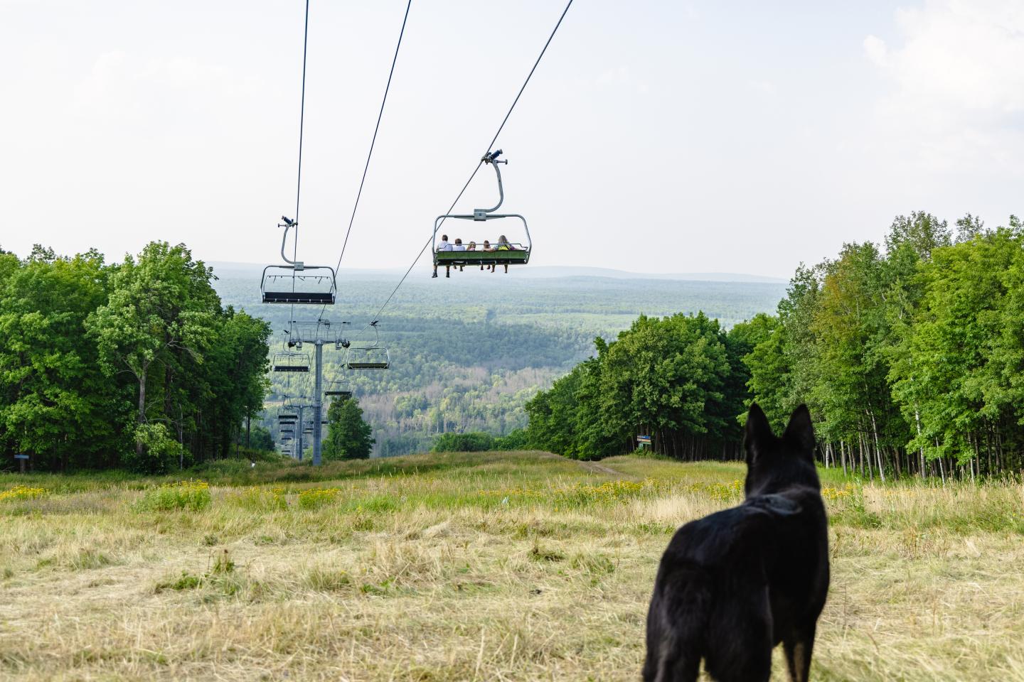 Dog watching ski lift over grassy slope with trees in the background.