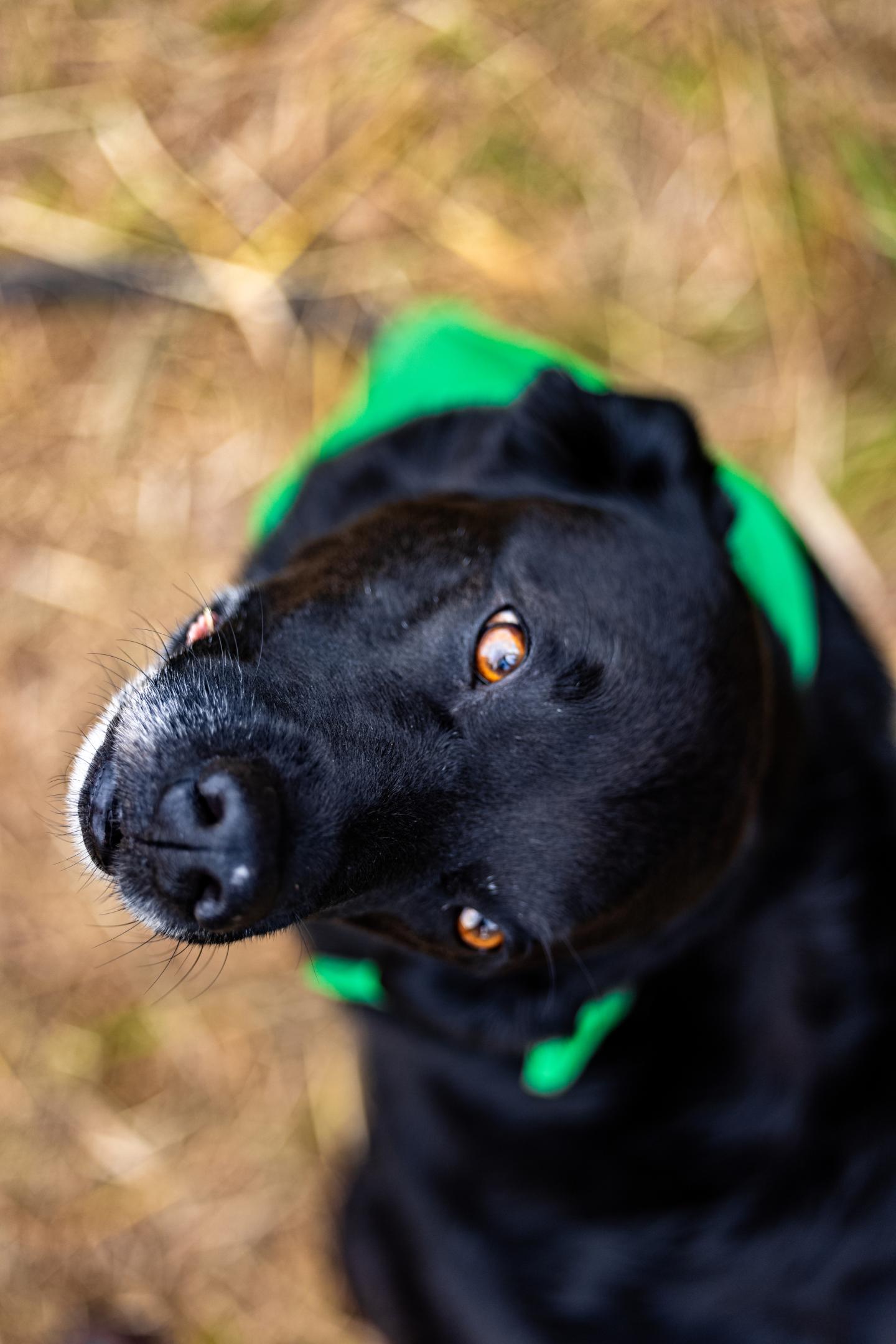 Black dog with a green bandana, looking up with bright eyes.