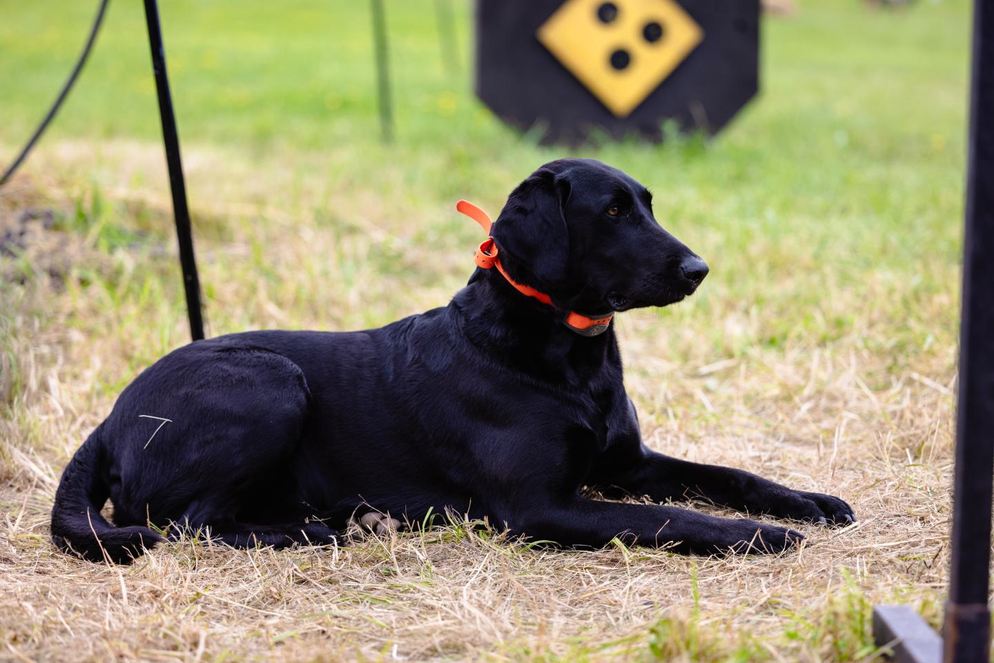 Black dog with a red collar lying on dry grass.