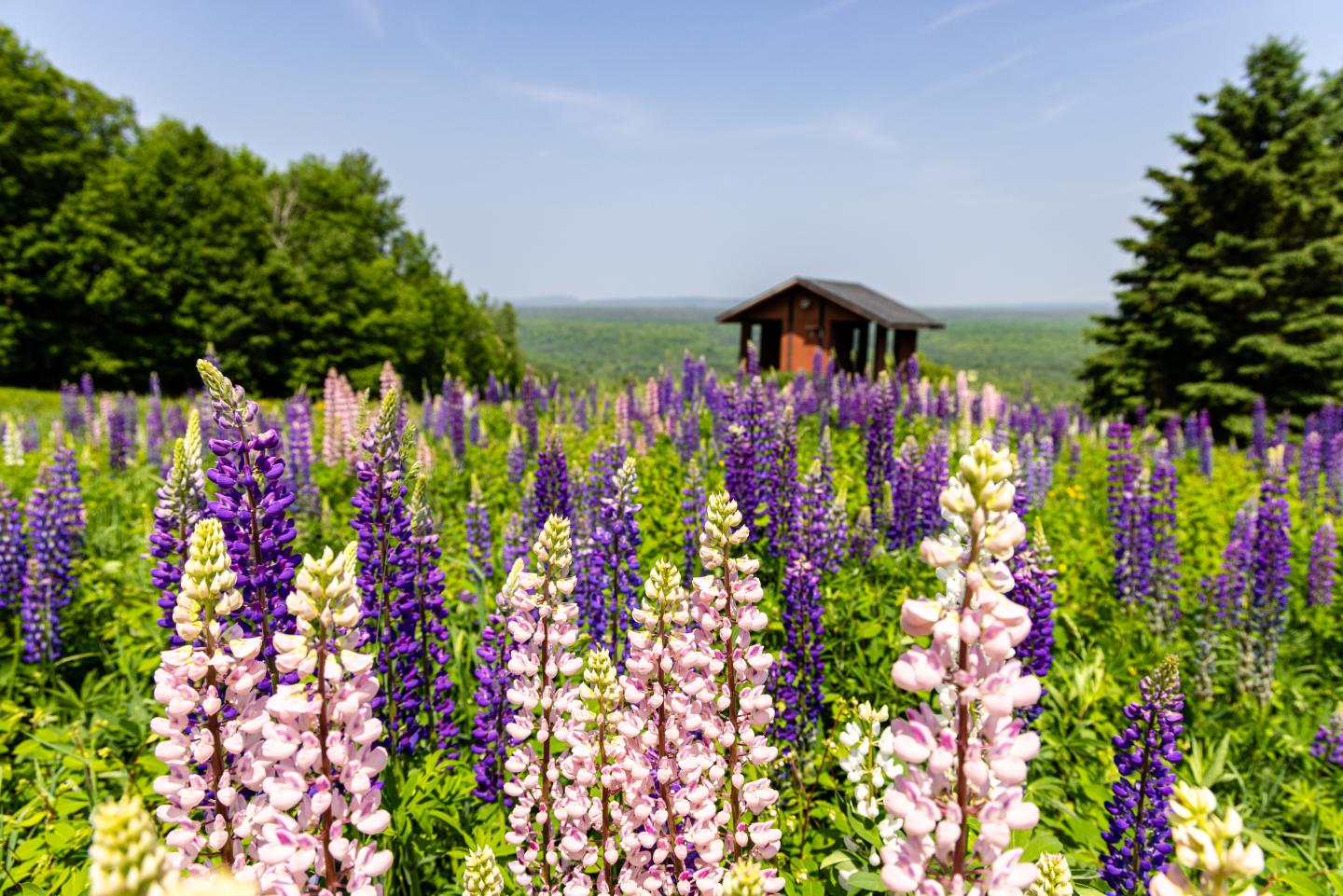 Wildflower field with blooming lupines and a wooden cabin in the background.
