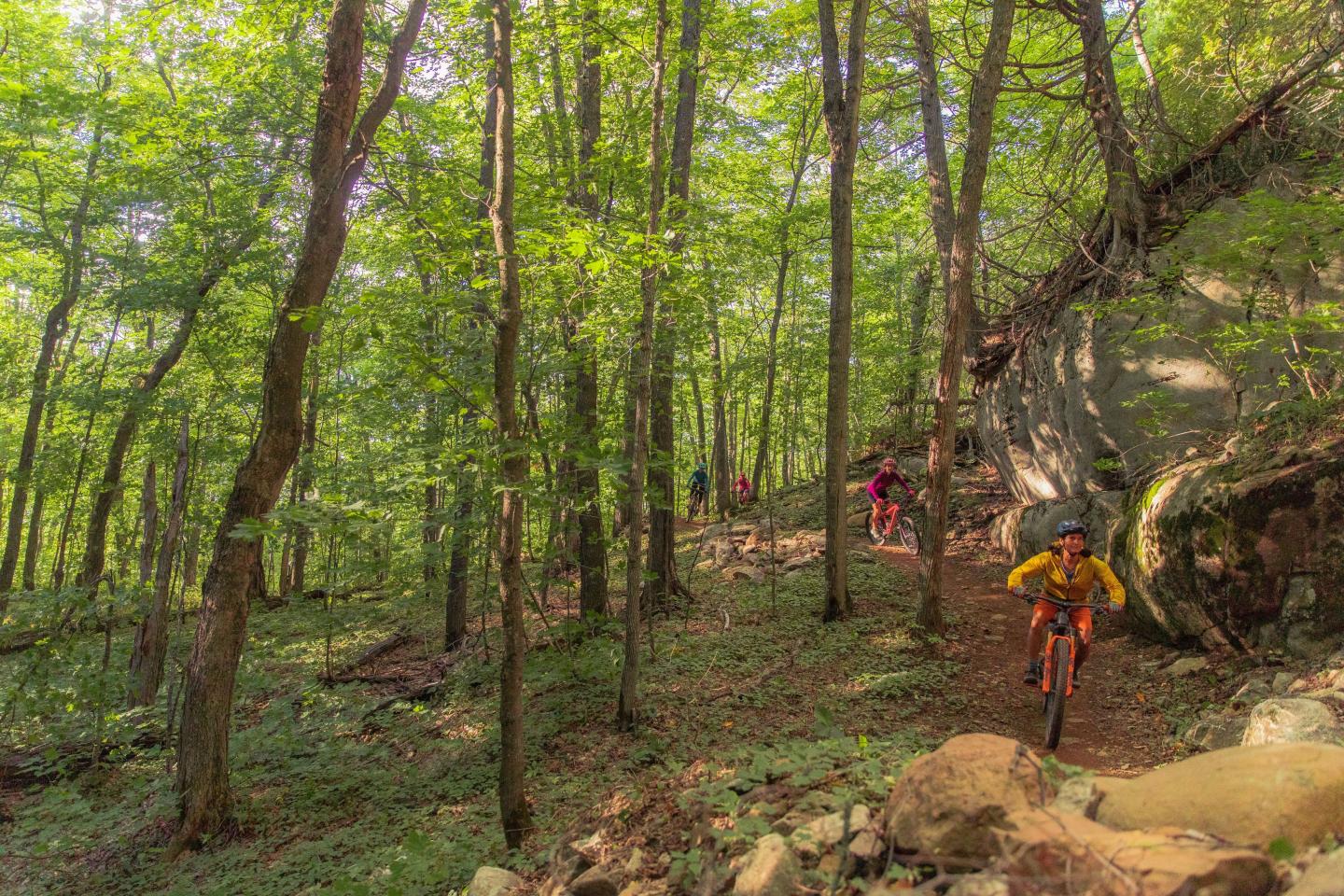 Cyclists on a forest trail surrounded by tall green trees.