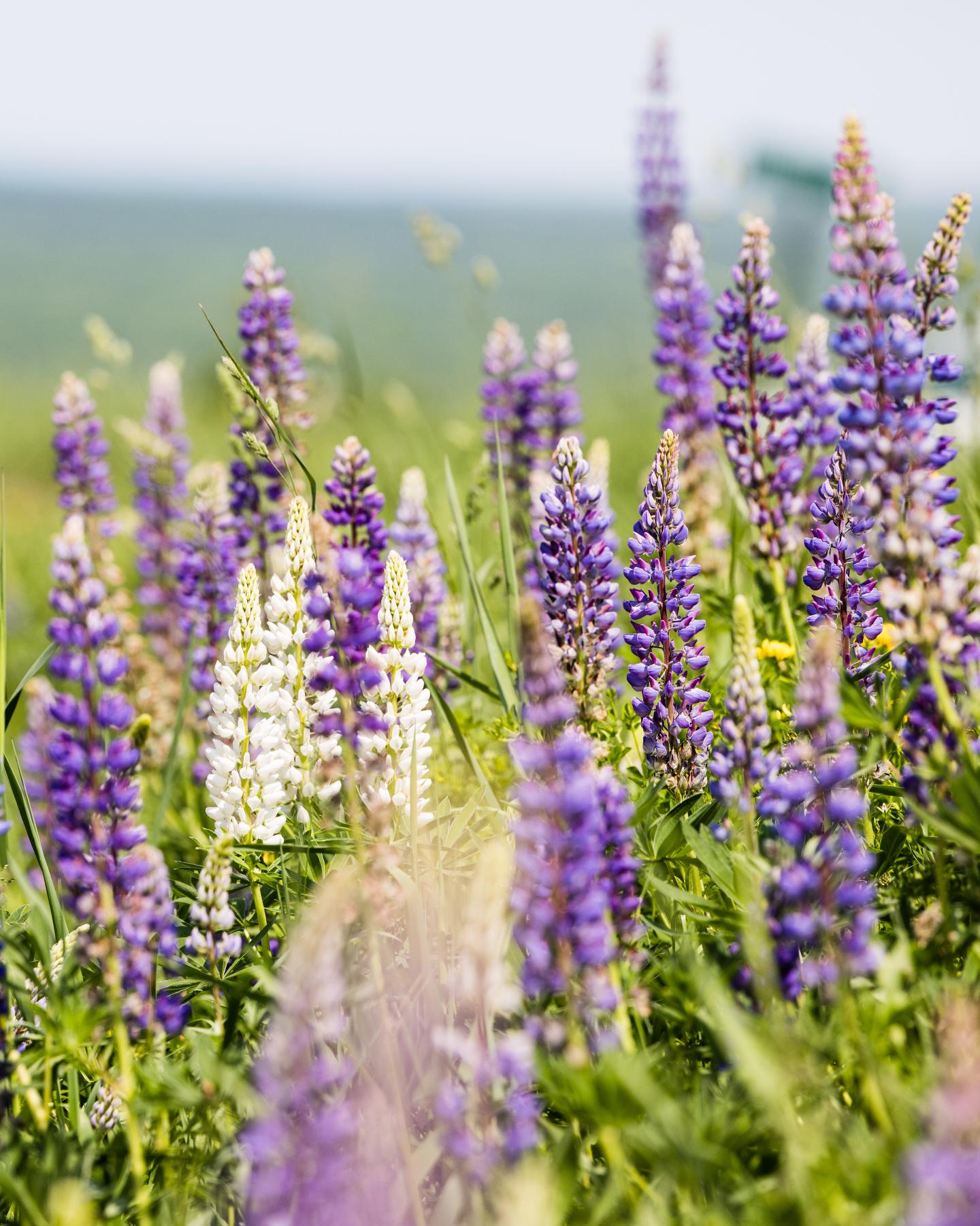 Purple and white lupines in a grassy field.